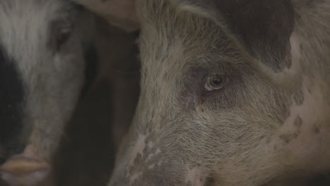 pigs faces closeup while looking each other inside barn