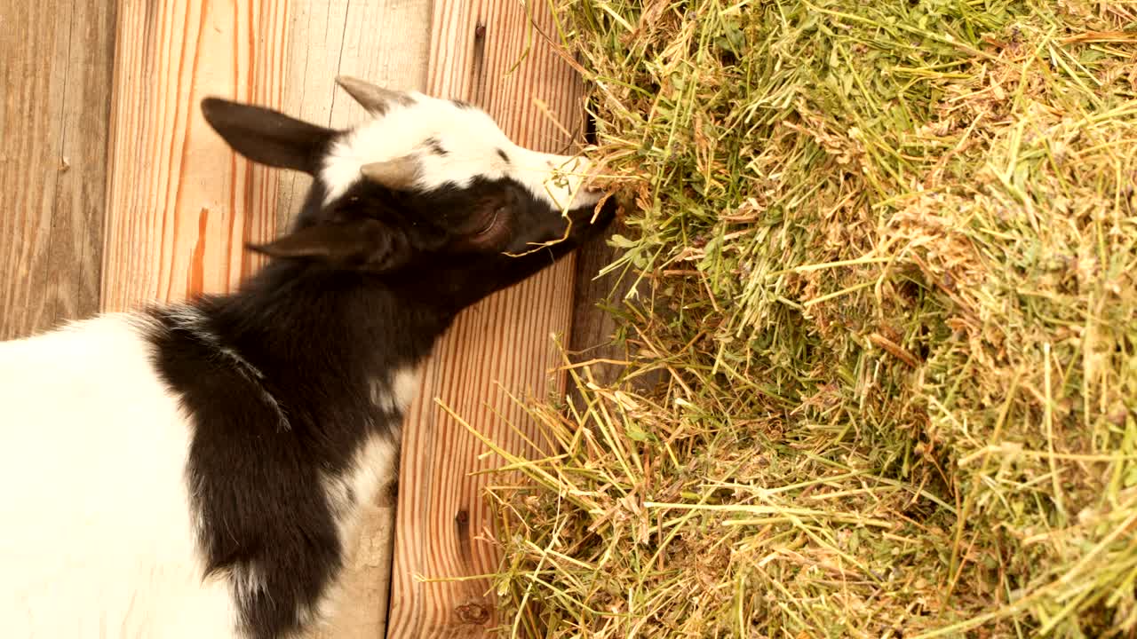 Il capretto mangia il fieno dalla mangiatoia. Primo piano