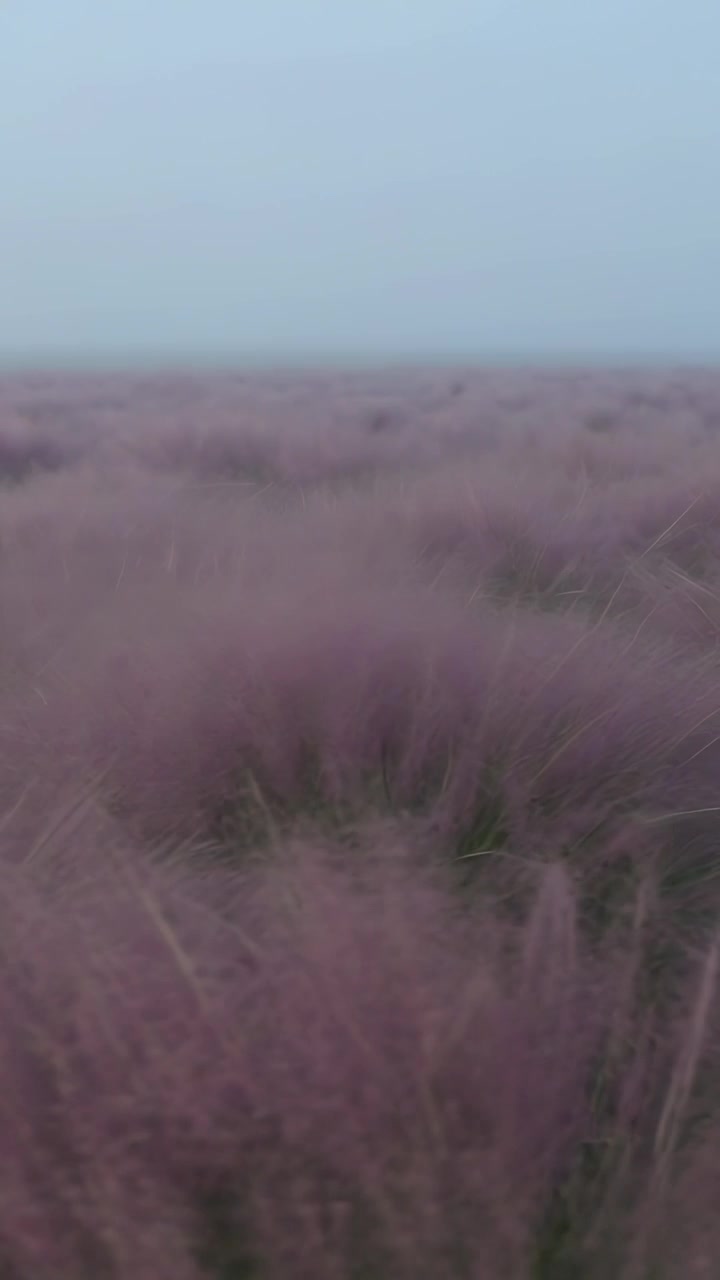Vertical video: Swaying mauve grass filling low-angle plain, breeze and camera slowly advancing