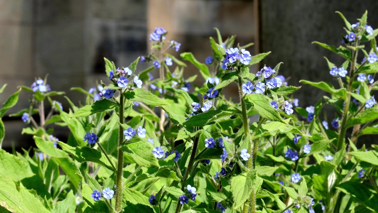 Groene ossentong, Pentaglottis sempervirens, een niet-inheemse vaste plant, groeiend op een kerkhof. Lente. VK.
