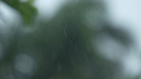 Es-Lluvia-En-El-Bosque