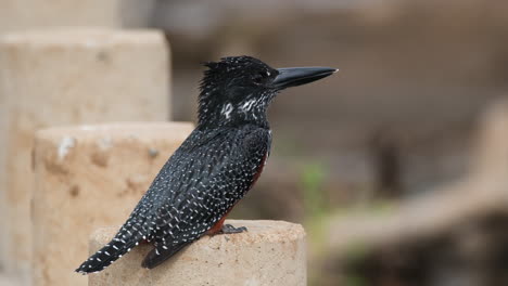 El-Martín-Pescador-Gigante-Del-Suroeste-De-África.