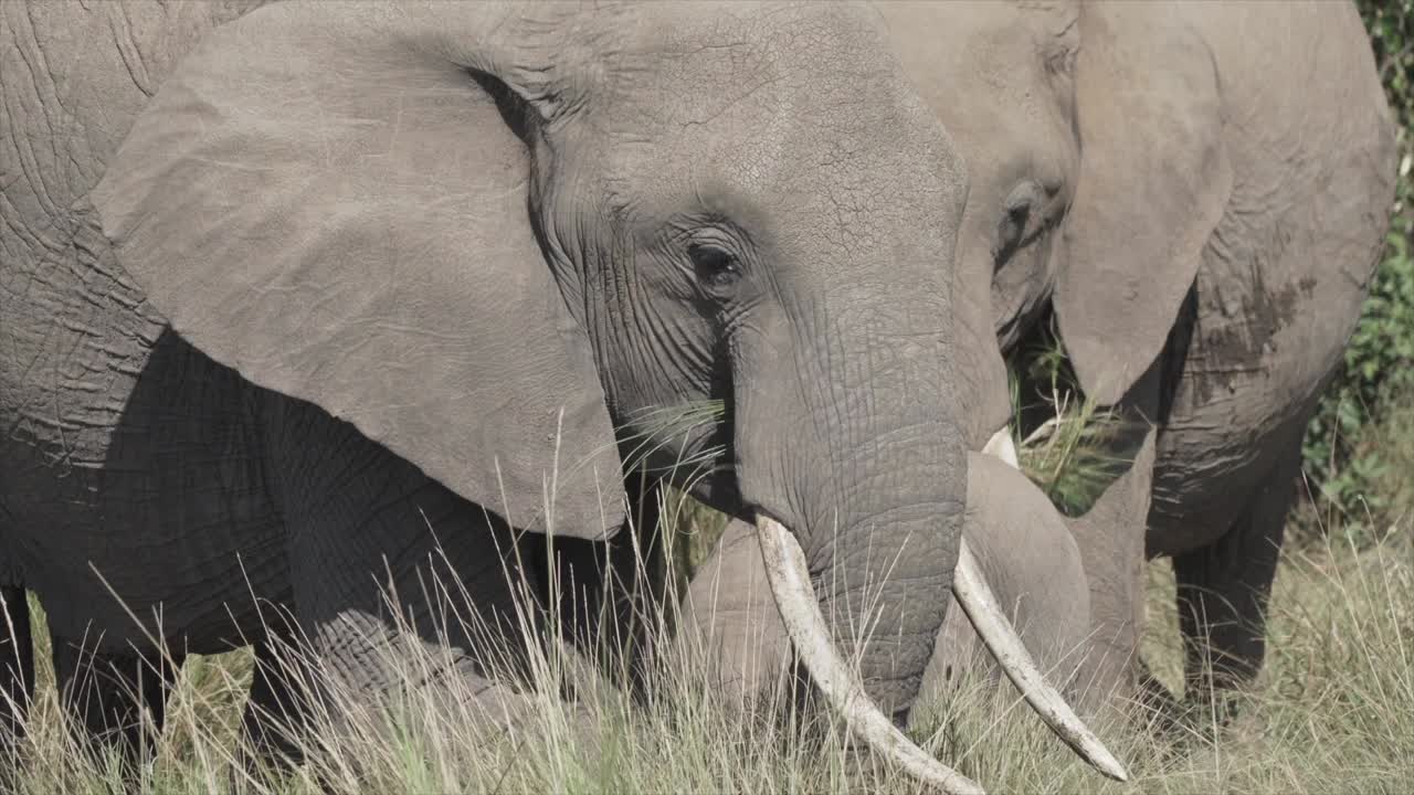 마사이 마라, 케냐, 아프리카에서 풀을 먹는 코끼리