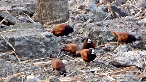 video en cámara lenta de una pandilla de munias de cabeza negra o munias castañas que buscan semillas y otros alimentos para pájaros