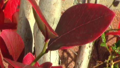 close up of some autumnal colourered red leaves on a blueberry bush in an english garden