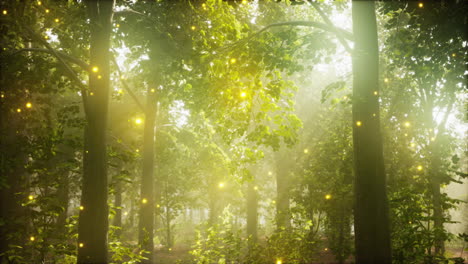 a forest filled with lots of green trees