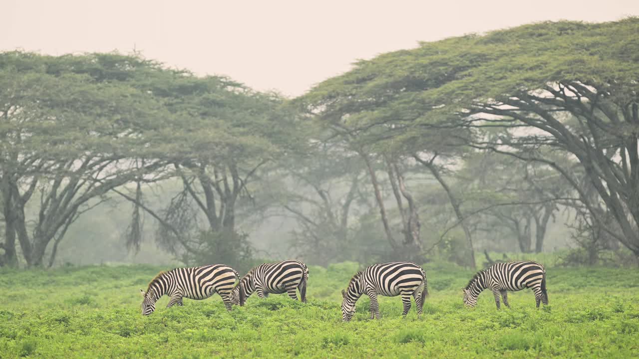 Paesaggio con zebre e Serengeti in una foresta di alberi in una splendida mattina nebbiosa, con nebbia e foschia atmosferica. Mandria di zebre in Africa, in Tanzania, in migrazione durante la Grande Migrazione.