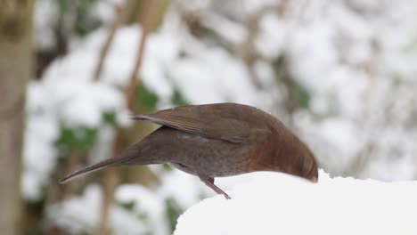 Female-Blackbird-Turdus-merula,-feeding-in-snow-covered-bird-table