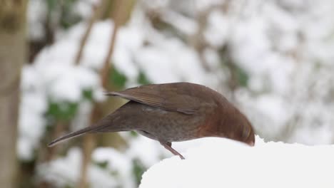 Hembra-De-Mirlo-Turdus-Merula,-Alimentándose-En-Una-Mesa-De-Pájaros-Cubiertos-De-Nieve