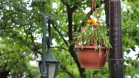 close-up of a pot of yellow flowers hanging from a pole