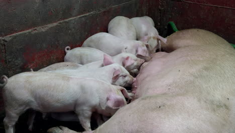 Animal husbandry, farming industry, pig breeding farm, livestock litter