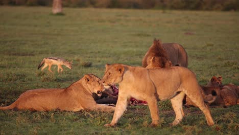 Orgullo-De-Leones-Comiendo-Una-Presa-Fresca-En-Un-Safari-En-La-Reserva-De-Masai-Mara-En-Kenia,-África