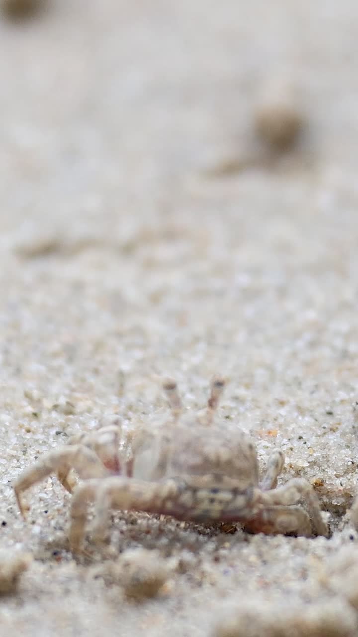 un cangrejo fantasma se mueve a través de la playa de arena