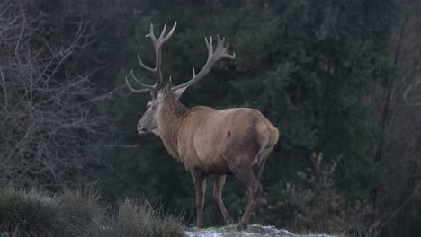 majestuoso ciervo con grandes astas camina tranquilamente lejos de la cámara de tiro amplio - slomo