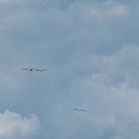 sea gulls flying in the blue sunny sky