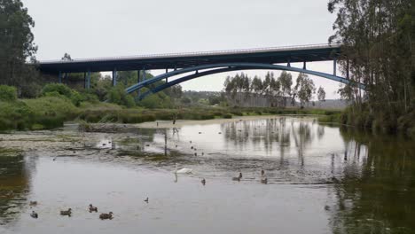 Schwanenbabys-Gleiten-Auf-Einem-Ruhigen-Fluss,-Begleitet-Von-Einem-Anmutigen-Schwan