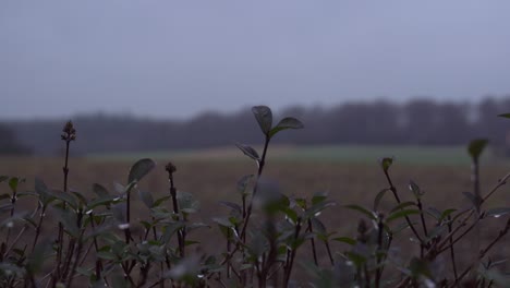 a field in january day