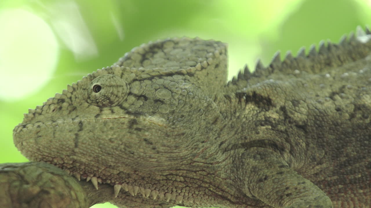 гигантский хамелеон на ветке на мадагаскаре, идеально вписывающийся в окружающую среду, подстраиваясь под ее цвет