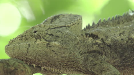 Giant-chameleon-on-a-branch-in-Madagascar,-perfectly-blending-in-by-adapting-color-of-environment