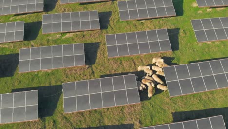 A drone shot starts close and flies high, revealing an expansive field of solar panels surrounded by green grass and trees, showcasing renewable energy infrastructure.