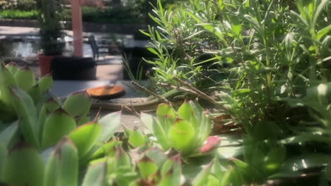 small green lizard among dreamy garden plants. slowmotion