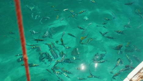 Colorful-fish-school-by-a-mooring-line-in-clear-sea