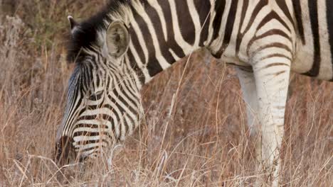 Ein-Zebra-Grast-Auf-Den-Grasebenen-Afrikas-Mit-Seinen-Charakteristischen-Schwarzen-Und-Weißen-Streifen
