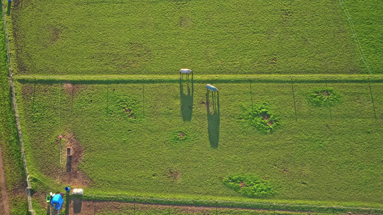 Two horses graze peacefully in a lush Hemingfield paddock, casting long morning shadows across green grass