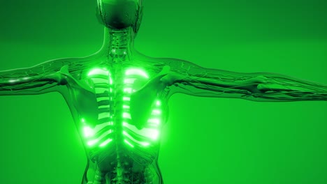 examen radiológico de los pulmones humanos