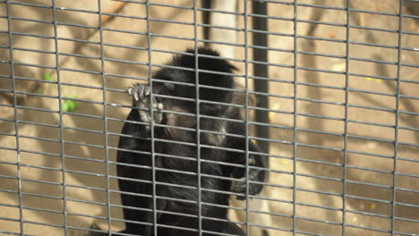 black crested mangabey near the zoo fence