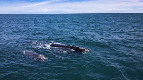 moist air from southern right whale blow causes rainbow over calf, aerial