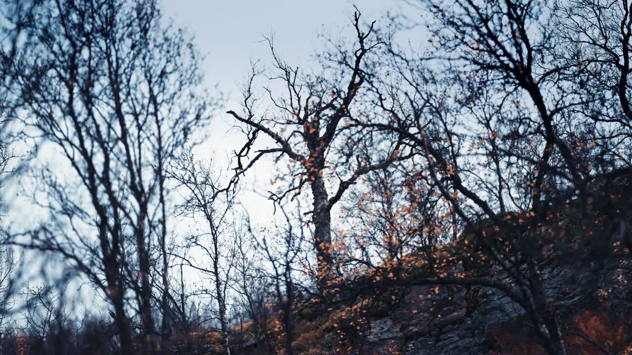 난쟁이 자작나무의 울퉁불퉁하고 뒤틀린 가지