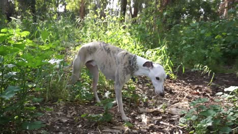 dog in the bushes