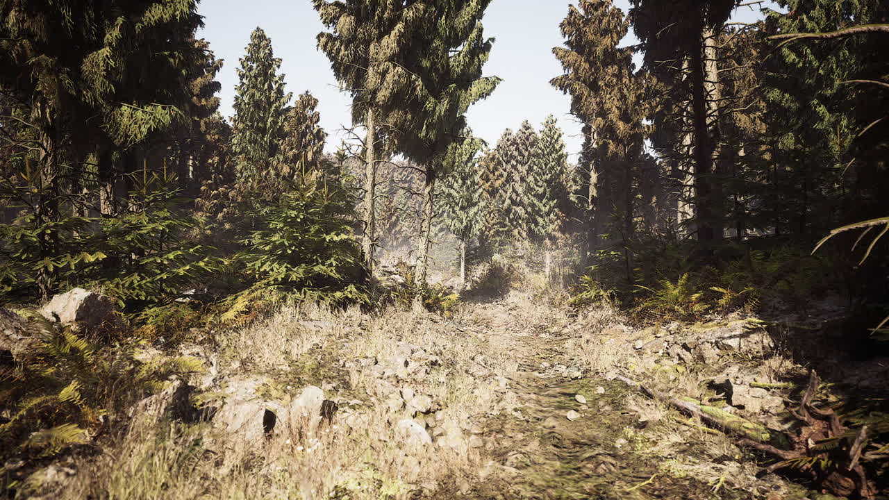 Exploring a serene forest path in norway surrounded by towering trees
