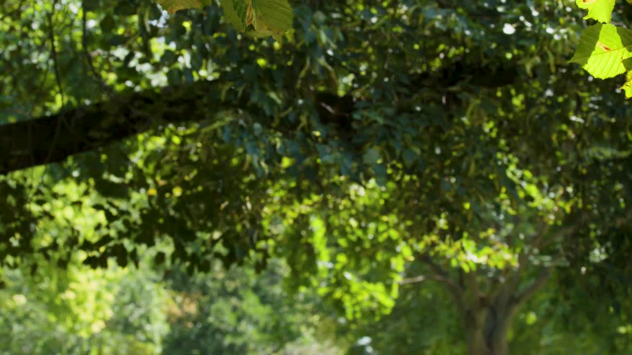 Bright green tree leaves gently move in sunlight, with soft camera pan in Berlin park