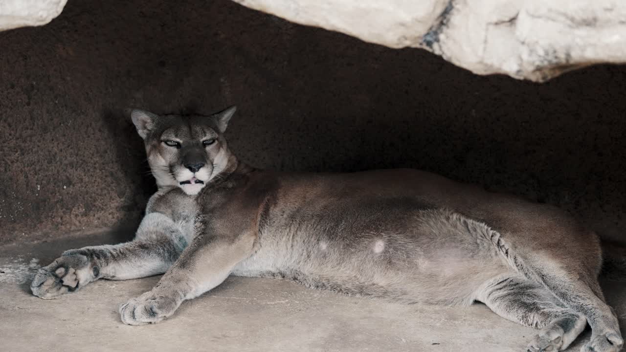 puma o león de montaña descansando en una cueva
