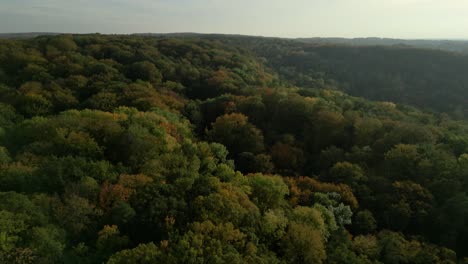 aerial view of an autumn forest