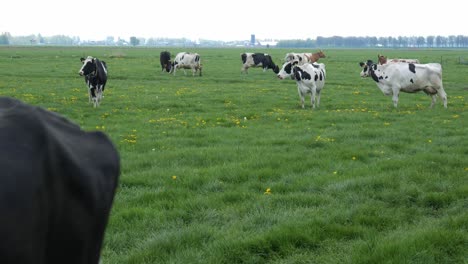 holstein cattle galloping in the rural pasture with herd grazing in the background