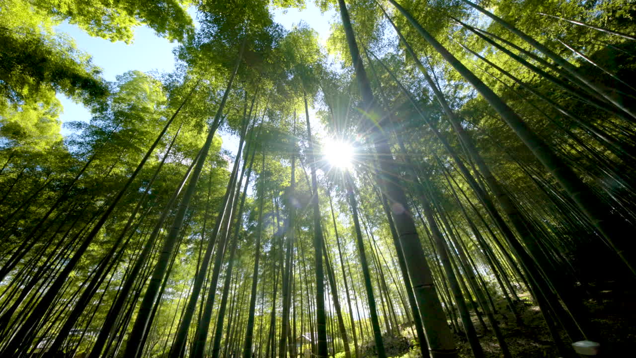 Kyoto's Bamboo Forest in Arashiyama is a breathtaking natural wonder, with towering stalks and soothing sounds. Spanning several acres, it’s home to diverse wildlife and is near the Tenryu-ji Temple