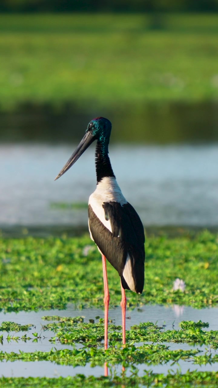 Una maestosa cicogna dal collo nero si erge tra piante acquatiche verdi in una zona umida indiana. Scena naturalistica autentica adatta a documentari sulla sostenibilità e sulla natura ecologica