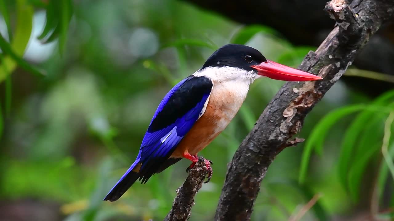 검은 모자 물총새는 태국과 아시아의 다른 국가에서 발견되는 사탕 같은 빨간 부리와 검은 모자를 가지고 있습니다.