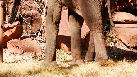 elephant walking in natural habitat at zoo