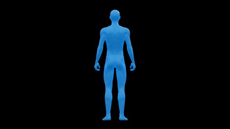 man, male human body. 3d wireframe model, seamless loop