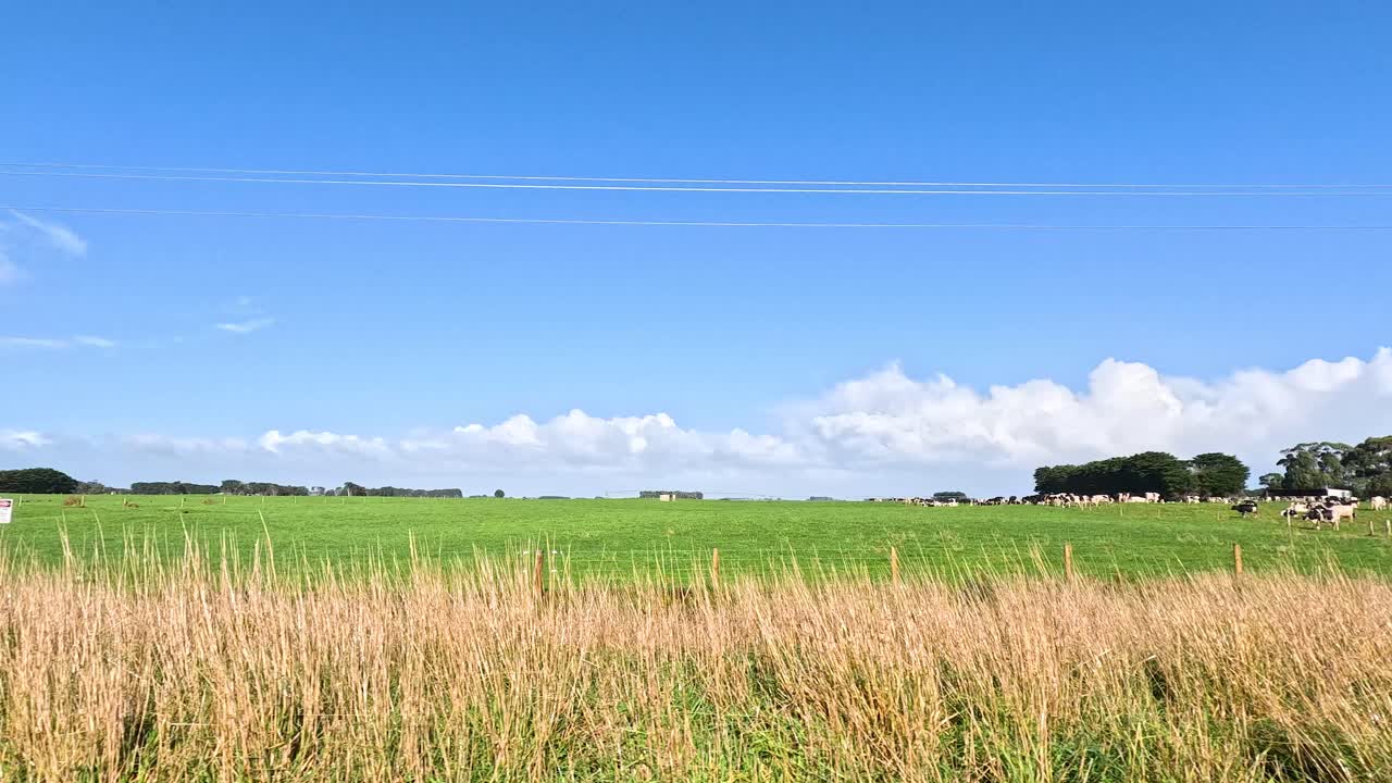 울창한, 소, 전선