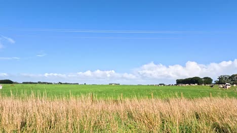 lush fields, cows, and power lines