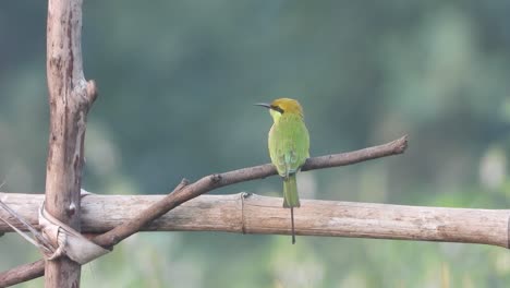 bee eater in pond waiting for pray