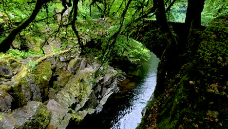 lush greenery surrounds a tranquil flowing stream