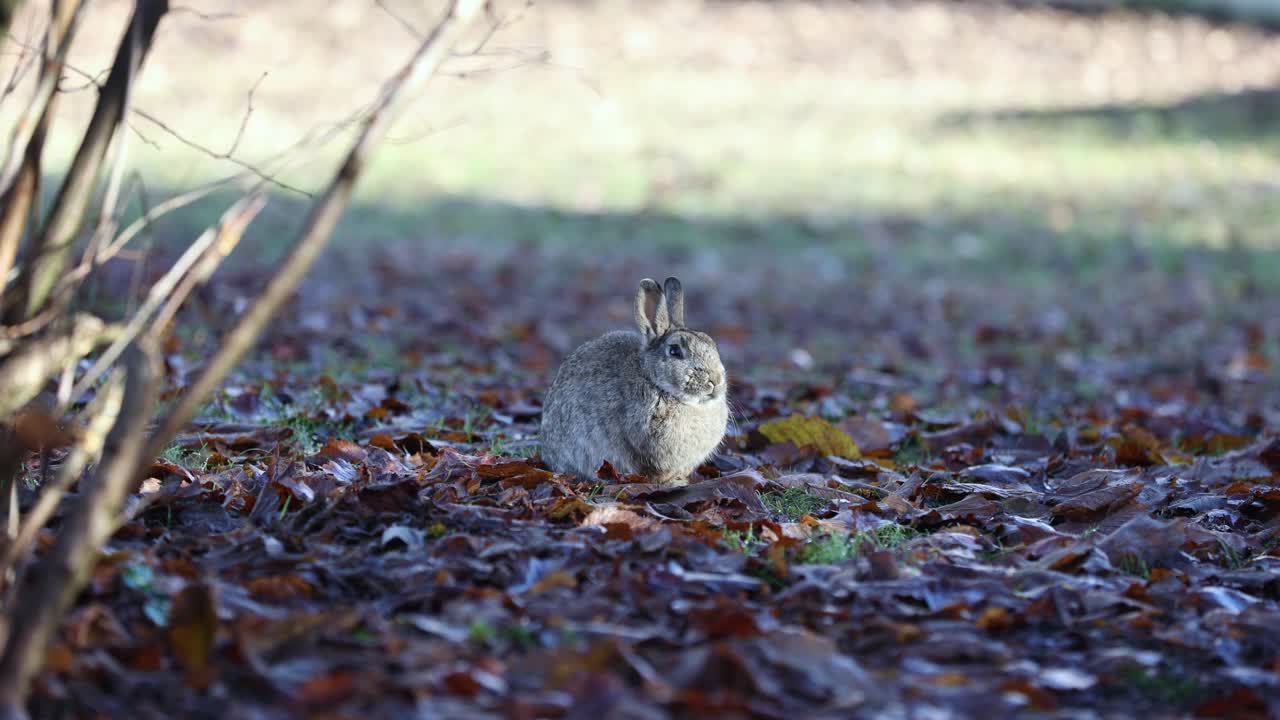Small Grey Rabbit outside among the Leaves