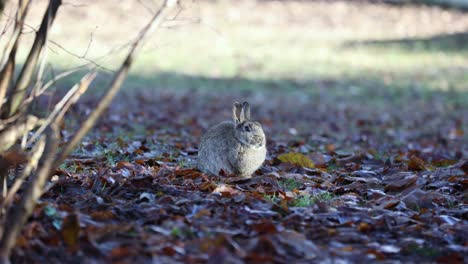 small grey rabbit outside among the leaves