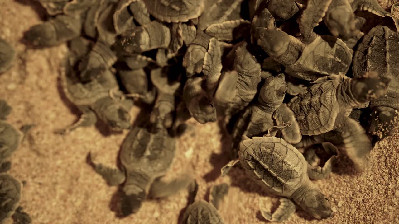 Soft shell cute baby sea turtle hawksbill animal little creature crawl each other sand beach Iran group animal turtle sea aquatic hawksbill new tiny nestling birth night conservation Dubai wildlife